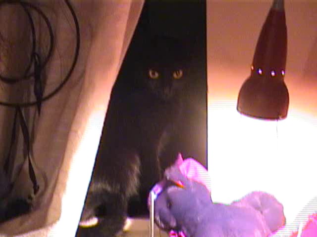 whiskers.jpg