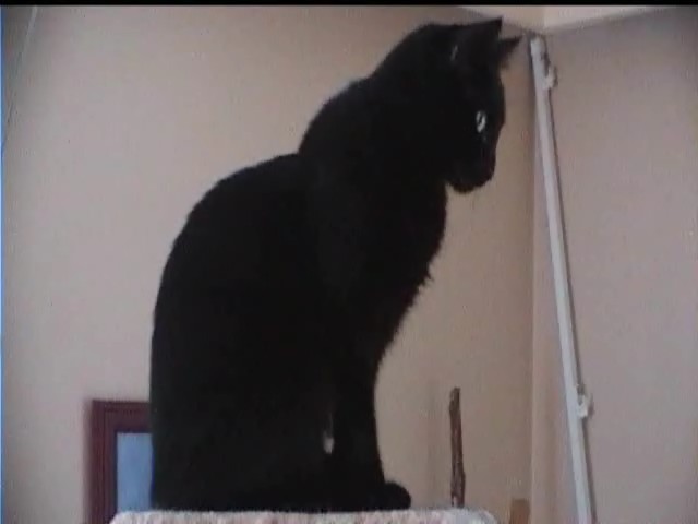 whiskers6.jpg